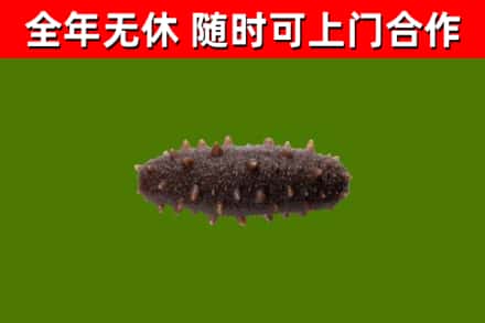 云林回收海参干